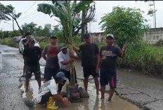 Warga Tanam Pohon Pisang di Tengah Jalan