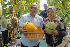 Sulap Lahan Sampah Jadi Kebun Melon, Kerja Keras KWT Selaras Farm Pasar Kemis Berhasil Panen Melon Premium