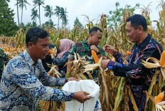 Kualitas Jagung BUMDes Marga Mulya Tembus Pasar Bulog