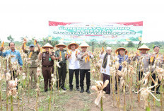 Optimalkan Lahan Kosong, Kapolda Dorong Pemkot Serang Tanaman Jagung