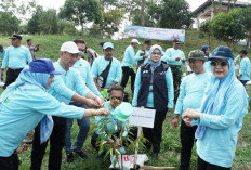 500 Pohon Ditanam di Lahan Kritis Bekas Tambang