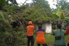 Pohon Tumbang Timpa Asrama Polisi