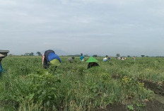 Generasi Muda Mulai Jauh dari Sawah, Pertanian Didorong Lebih Modern