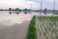 Bencana Hidrometreologi di Kabupaten Tangerang, Ratusan Lahan Sawah Terancam Puso 