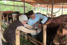 DKP3 Kota Serang Mulai Periksa Hewan Kurban
