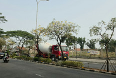 DLH Perbanyak Pohon Tabebuya