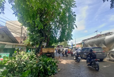 Enam Pohon Tumbang, DLH Percepat Pemangkasan
