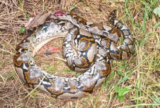 Ular Sanca 3 Meter Mati Kesabet Mesin Potong