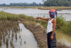 Stop Bangun Perumahan di Sawah Produktif
