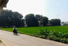 Kopdes Merah Putih Akan Buka Kios Pupuk