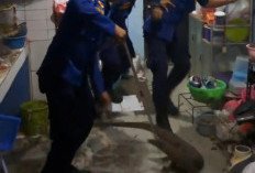 Dramatis, Evakuasi Biawak 1,5 Meter di Plafon Rumah Warga