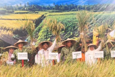 Ribuan Hektare Sawah Mengering dan Terancam Puso
