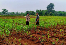 Polsek Panongan Dukung Program Ketahanan Pangan 