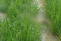 Pria Berkaos Partai Meninggal di Persawahan