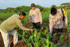 Pengedar Sabu di Rajeg Diringkus Polisi Sepatan