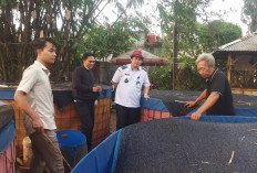 Budidaya Lele BUMDes Kadu, Perkuat Ketahanan Pangan dan Perekonomian Warga
