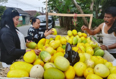 Produksi Ketimun Suri di Lebak Turun