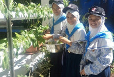 SMPN 2 Curug Menanam Tanaman Produktif dengan Metode Hidroponik