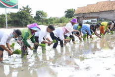 Pertanian Kasemen Masih Aman dari Kekeringan