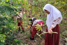 Melihat Konsep Pembelajaran Kontekstual SDN Jatake 5 Kota Tangerang, Belajar dari Tanah, Siswa Diajak Berkebun