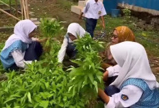 SMPN 3 Sukamulya Panen Kangkung Hasil Program School Urban Farming