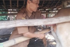 Disnakeswan Kabupaten Lebak Gelar Inseminasi Buatan Sapi