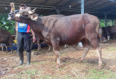Jelang Idul Adha, Harga Kambing dan Sapi Naik