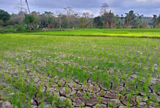 Ratusan Hektar Sawah Gagal Panen, Pasokan Air Bersih di Kota Tangerang Tetap Aman