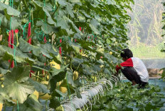 Green House, Inovasi Tingkatkan Ekonomi Warga