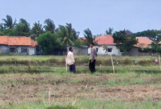 Kapolsek Kronjo Cek Lahan Pertanian PAT di Desa Jenggot