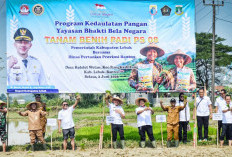 Bupati Hasbi Bersama Petani Tanam Padi Unggul