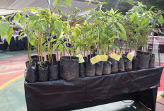 WMS dan UMJ Tanam 650 Bibit Pohon