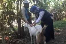 Disnakeswan Kabupaten Lebak Tangani Diare Akut Kambing PE