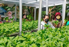 Urban Farming KWT Mawar 8 Batuceper Hasilkan Rp1 Jutaan Tiap Panen