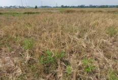 793,5 Hektare Sawah Terdampak Kekeringan, 68 Hektare Alami Puso