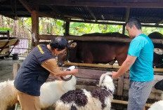Disnakeswan Periksa Kesehatan Hewan Kurban