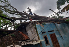 Pohon Tumbang dan Tebing Longsor, Rusak Empat Rumah Warga 