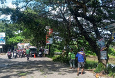 DLHK Antisipasi Cuaca Ekstrem, Pangkas Pohon Rawan Tumbang di Jalan Raya Cadas-Kukun Tangerang