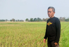 Pantura Dilanda Krisis Air, Ratusan Hektare Sawah Terancam Puso