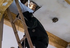 Petugas Damkar Evakuasi Sarang Tawon di Plafon Masjid