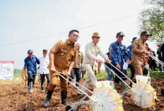 Bidik Status Produsen Utama Jagung Nasional