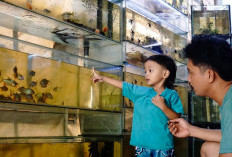 Berburu Ikan Hias di Kios Boni Hidayat Rajeg, Dari Gapi hingga Peacock Bass