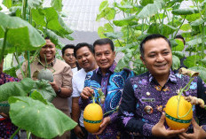 Bupati Tangerang Panen Melon Hidroponik Terpadu, Pasok Bibit Untuk Dikembangkan Mandiri