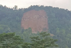 Panen Albasia Jadi Penyebab Longsor Gunung Kaupas