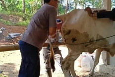 Gencar IB pada Sapi dan Kerbau