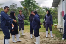 Disnakeswan Lebak Awasi Pengusaha Ayam Petelur