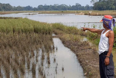 Ratusan Hektare Sawah Terkena Puso