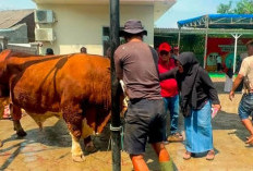 Sebar Keberkahan Idul Adha dari Tangerang Hingga Sukabumi, H. Kholid Ismail Berkurban 15 Sapi dan 10 Kambing
