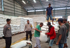 Kawal Pengiriman Jagung Hibrida ke Bulog