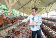 Bumdes Kadugenep Hasilkan 36 Kilogram Telur/Hari